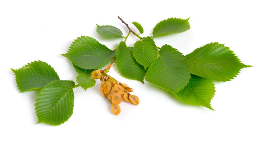 slippery elm for gerd